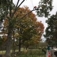 Sanchez Tree Service LLC