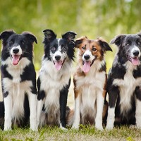 Dog Walkers Eastern Suburbs