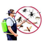 Fast Pest Control Brisbane