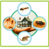 Fast Pest Control Brisbane