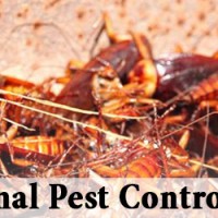 Masters Pest Control Brisbane