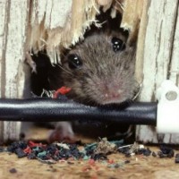 Rats Pest Control Perth