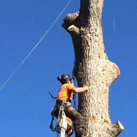 Affordable Tree Services Northern Beaches