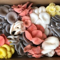 Little Acre Gourmet Mushrooms