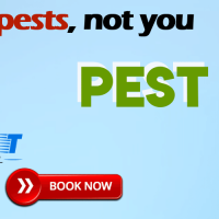 Pest Control Windsor