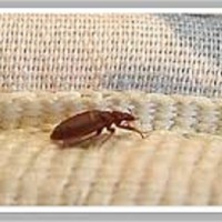 Bed Bugs Control Brisbane