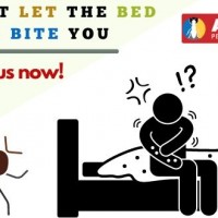 Bed Bugs Control Brisbane