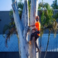 Aussie Tree Lopping Ipswich