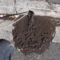 Local Blocked Drains Bondi