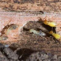 Pro Termites Brisbane