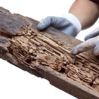 Pro Termites Brisbane