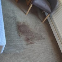 Carpet Steam Cleaning Mornington