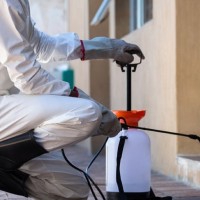 Pest Control Brisbane