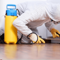 Pest Control Brisbane