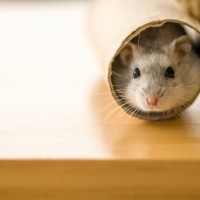 Gallery thumbnail
