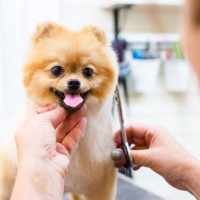 Adelaide Hills Dog Grooming