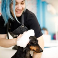 Adelaide Hills Dog Grooming