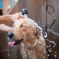 Adelaide Hills Dog Grooming