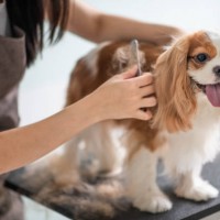 Adelaide Hills Dog Grooming