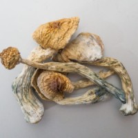 Gallery thumbnail