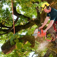 Arbor All Tree Care