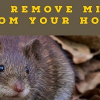 Major Pest Control Edmonton