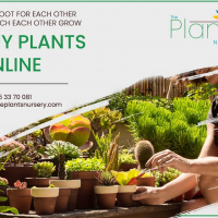 The plants nursery