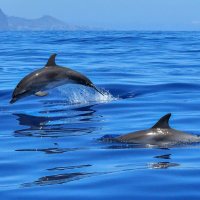 DST Sardegna - Diving & Snorkeling Team