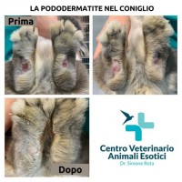 VETERINARIO ANIMALI ESOTICI