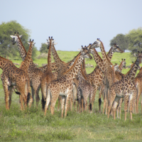 Africa Nature Photography and Safaris