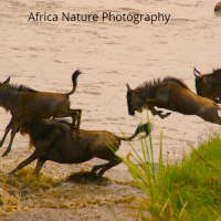 Africa Nature Photography and Safaris