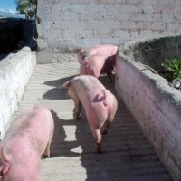 Granja El Tarasco-venta De Lechones Y Cerdos Gordos