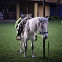 Ponies de Aguascalientes