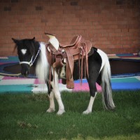 Ponies de Aguascalientes