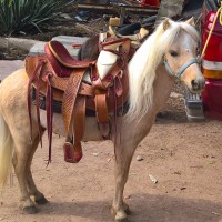 Ponies de Aguascalientes