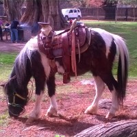 Ponies de Aguascalientes