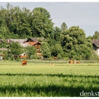 Denkstein Immobilien Salzburg