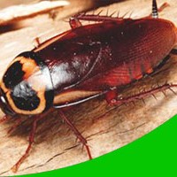 Pretoria Pest Control