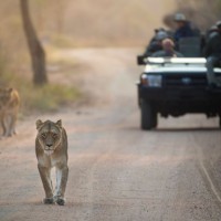 Kruger Park Trips