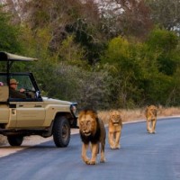 Kruger Park Trips