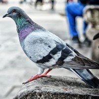 Gallery thumbnail