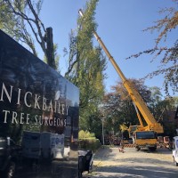 Nick Bailey Tree Surgeons