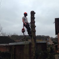 H-W Tree Surgeons Ltd.