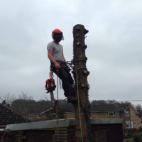 H-W Tree Surgeons Ltd.