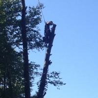 H-W Tree Surgeons Ltd.