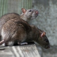 TP Pest Control Services - Rat Control