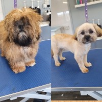 Pawsome Paws Dog Grooming & Training Academy