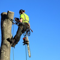 YTS York Tree Surgeon & Specialists