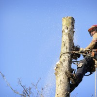 YTS York Tree Surgeon & Specialists