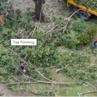 Roseville Tree Service Experts